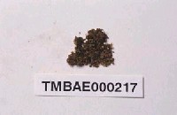 藏品(鳳尾苔屬)的圖片